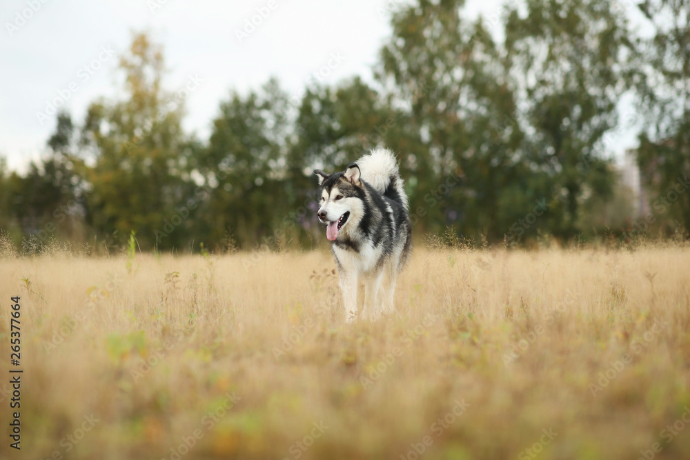 Big brown white purebred majestic Alaskan Alaska Malamute dog walking on the empty field in summer park