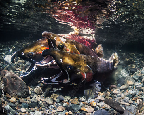 Coho salmon (also known as Silver Salmon, Oncorhynchus kisuch) in the act of spawning in an Alaskan stream; Alaska, United States of America