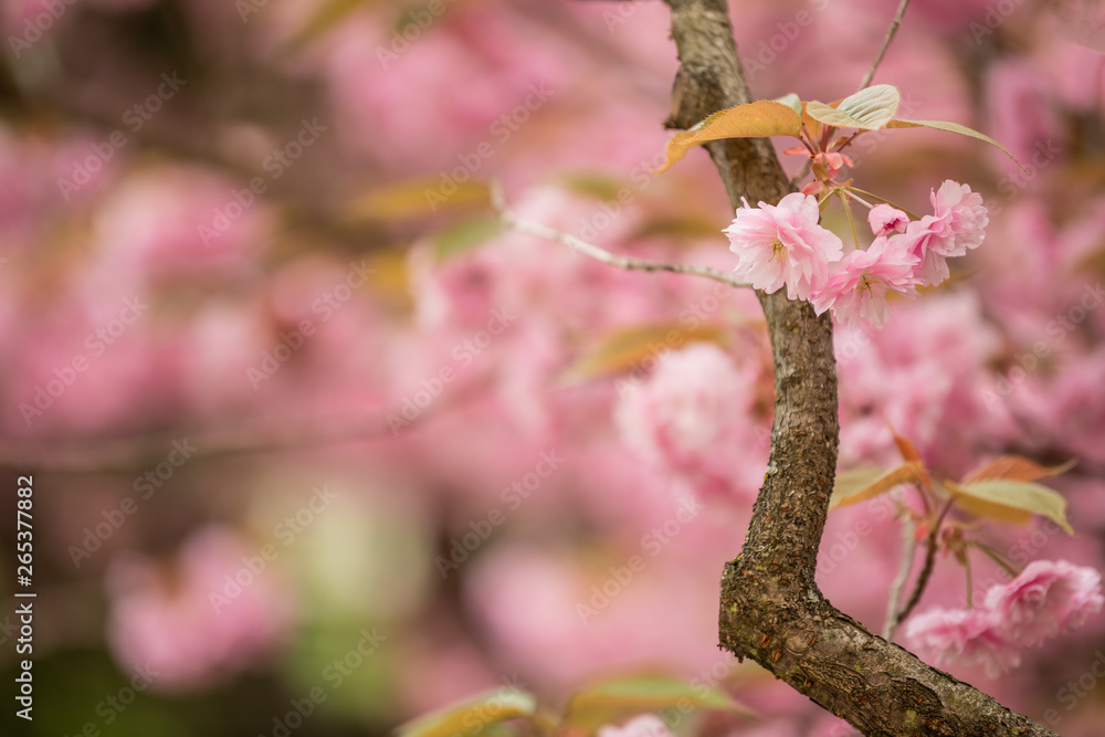 Cherry blossom tree branches and flowers with soft focus and shallow depth of field. Natural background in pink and white pastel colors with copy space. Sakura season in april Cherry blossom tree branches and flowers with soft focus and shallow depth of field. Natural background in pink and white pastel colors with copy space. Sakura season in april