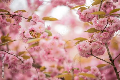 Cherry blossom tree branches and flowers with soft focus and shallow depth of field. Natural background in pink and white pastel colors with copy space. Sakura season in april