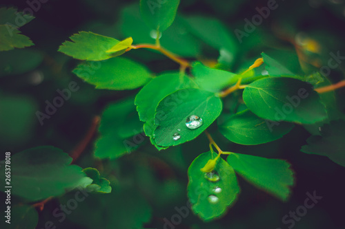 Young plants covered with raindrops in the forest after a rainy day – Beautiful intense green flora with droplets background – Concept image of freshness and growth