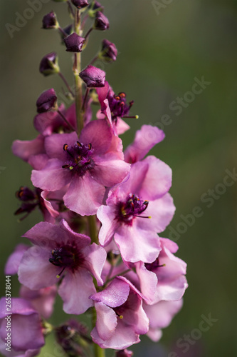 Moth mullein (Verbascum blattaria) blooms in a garden in Oregon; Astoria, Oregon, United States of America photo