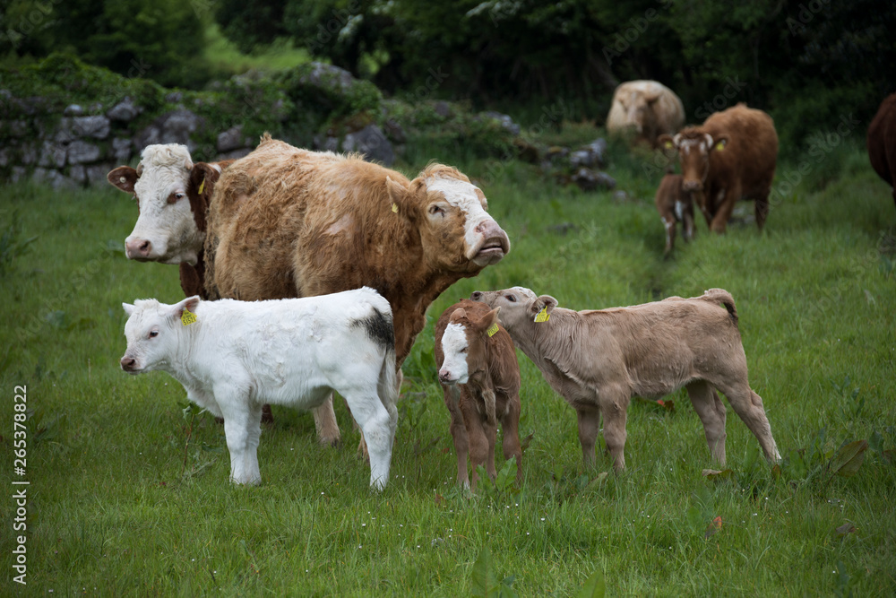 Kühe auf der Weide - Irland