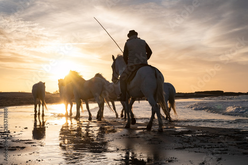 Horses in Camargue