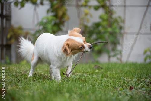 White brown longhair chihuahua playing around with a stick in the garden