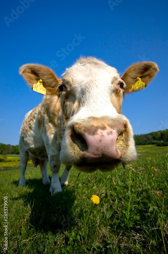 cow on meadow © Sebastian