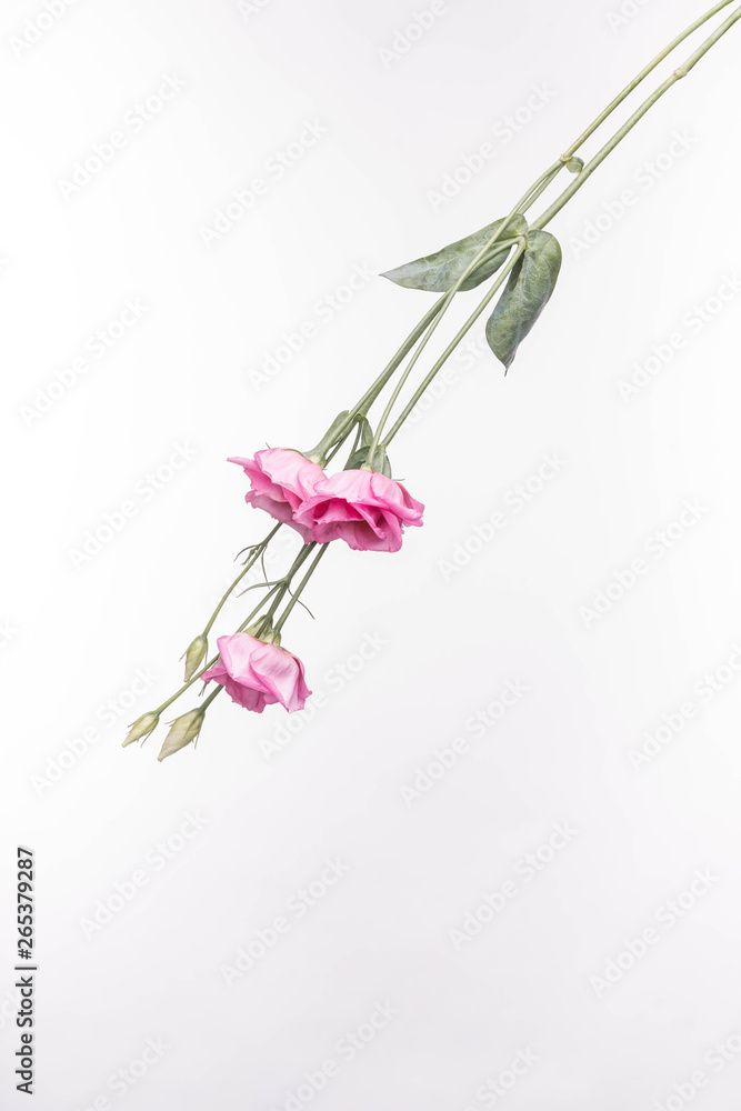 Rosen rosa verkehrt herrum