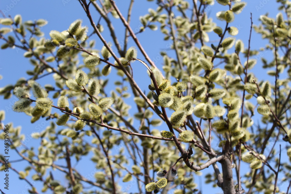 branch of a tree in spring branch of a tree in spring