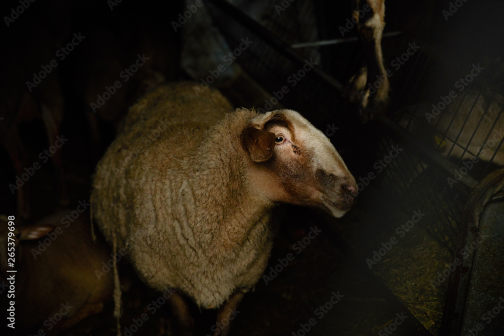 Mouton dans l'étable Mouton dans l'étable