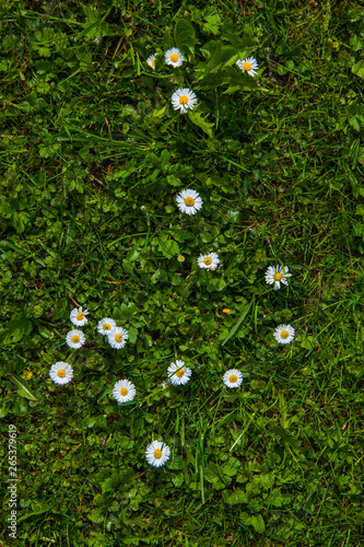 daisy flower grass green