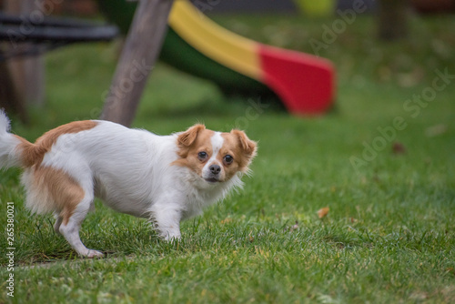 White brown longhair chihuahua playing around in the garden