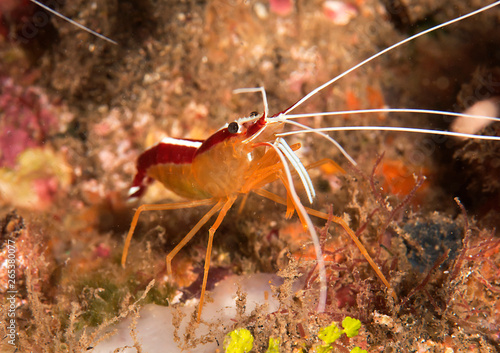 Humpback cleaner shrimp , lysmata amboinensis on coral of Bali, Indonesia