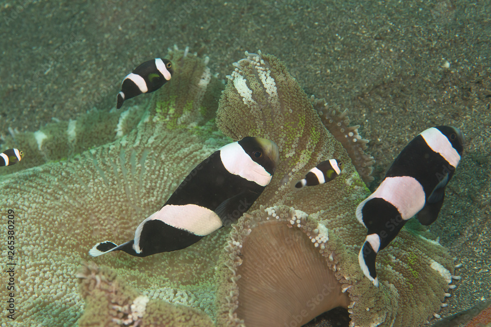 Φωτογραφία Beautiful black and white ocellaris clownfish among anemone tentacles of Bali, I