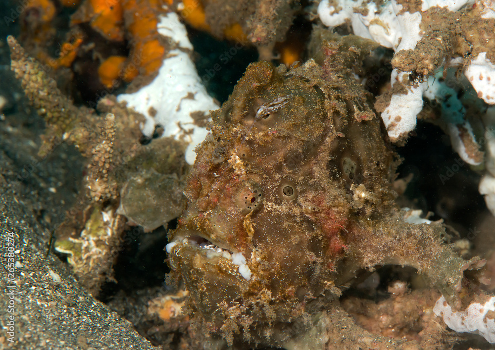 Obraz na plátně Close-up of a giant frogfish (antennarius commerson) among rocks of Bali, Indone