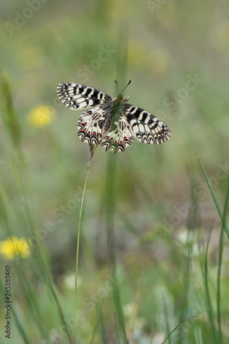 Papilionidae / Güneyli Fisto / / Zerynthia polyxena