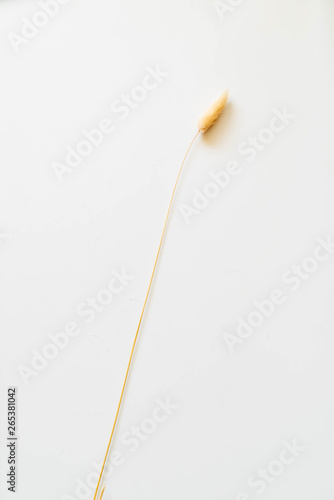 Dry color grass flower for interior decoration. Studio shot and isolated on white background. Dry yellow lagurus © DK_Photo