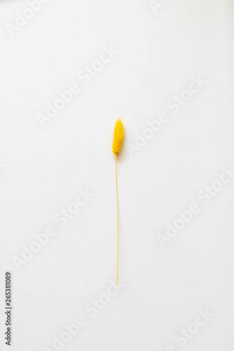 Dry color grass flower for interior decoration. Studio shot and isolated on white background. Dry yellow lagurus © DK_Photo