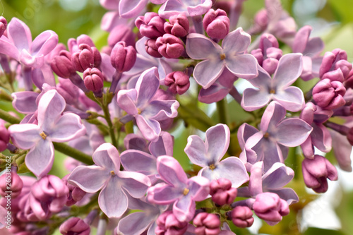 The beginning of flowering lilac in spring