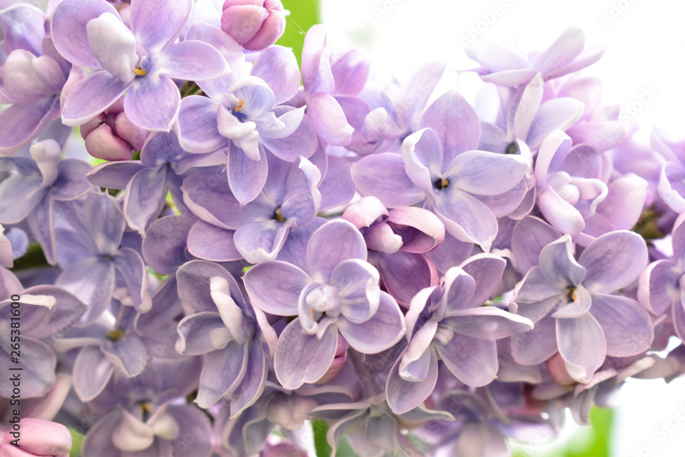 Delicate flowers of lilac bathing in the rays of the spring sun Delicate flowers of lilac bathing in the rays of the spring sun