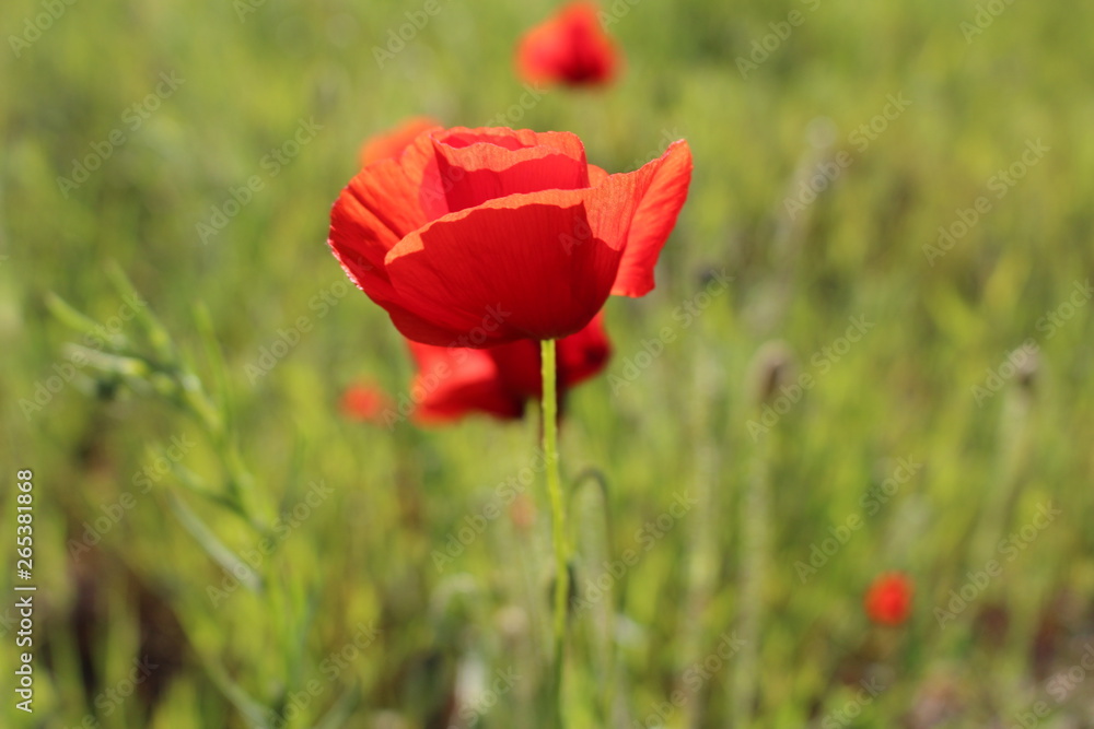 Obraz premium coquelicot