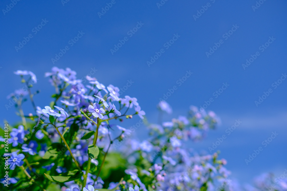 Violet flowers against the blue sky under the bright sun Violet flowers against the blue sky under the bright sun