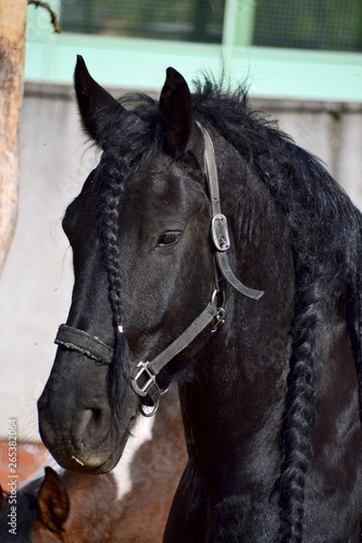 Portrait of black horse