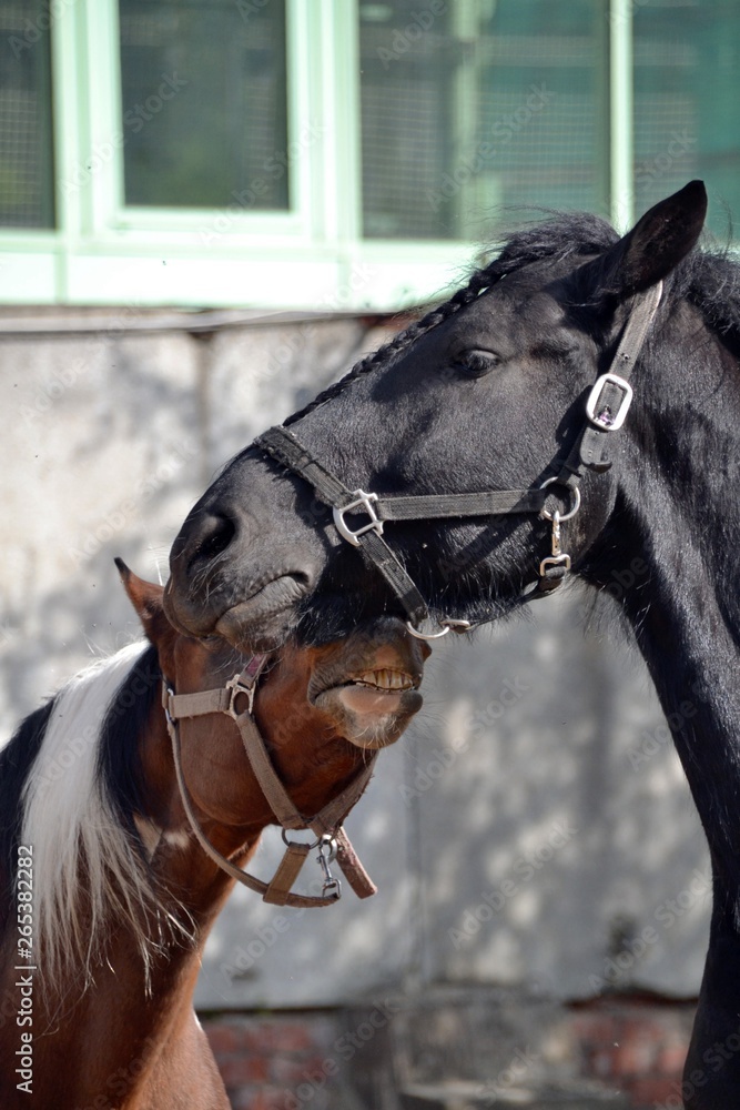 Obraz premium Friesian horse and piebald horse close-up