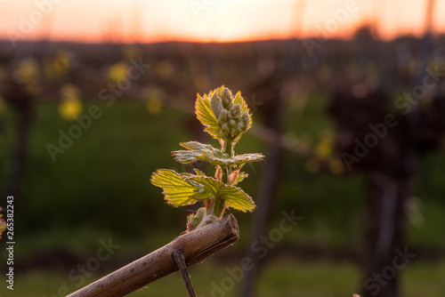 Young grapevine in the vineyard during the sunset. Agriculture in spring. Sun kissed