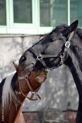 Friesian horse and piebald horse close-up