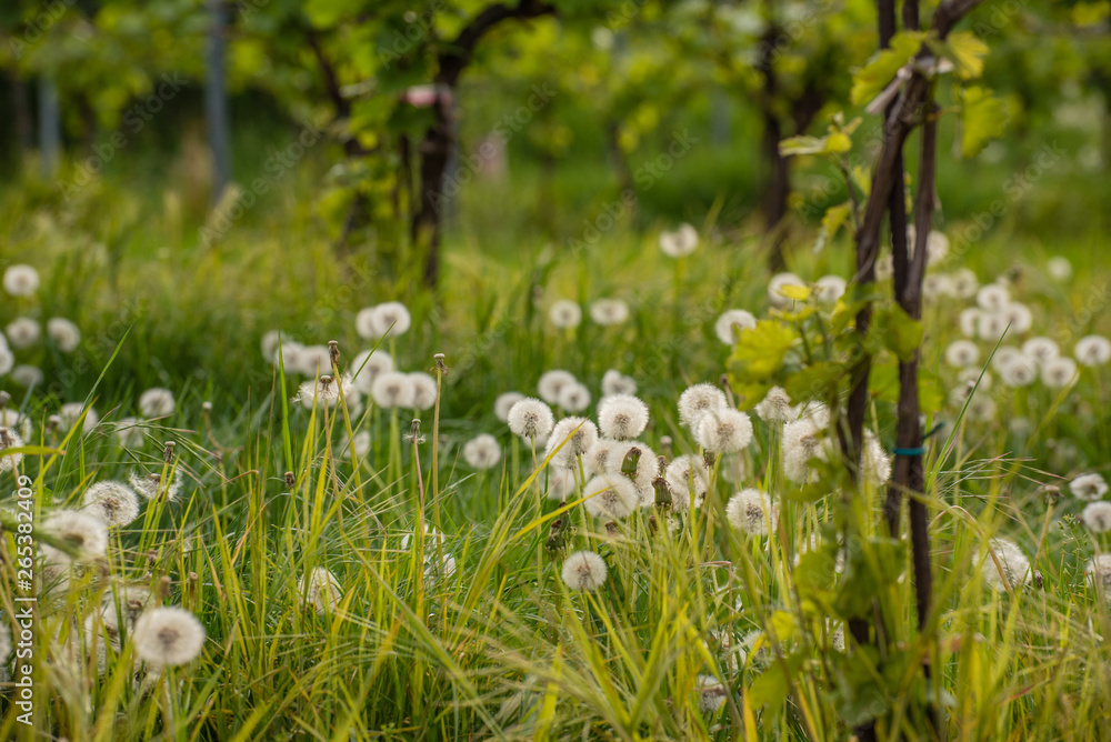 Obraz premium A field of faded dandelion flowers in the vineyards. Seeds of dandelion flower
