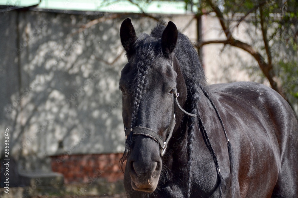 Fototapeta premium Portrait of black horse in spring