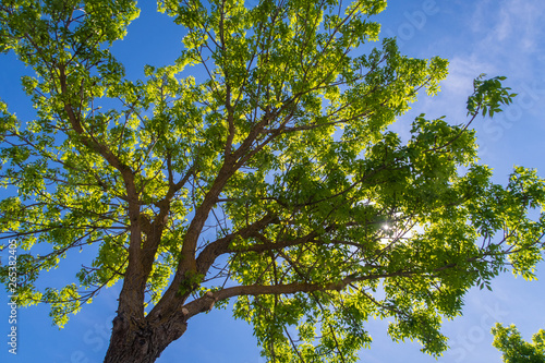 sun behind the tree and blue sky