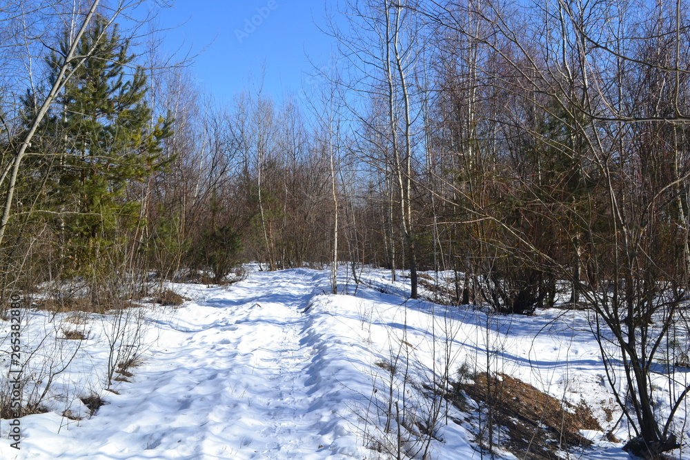 Obraz premium trees in the snow in early spring