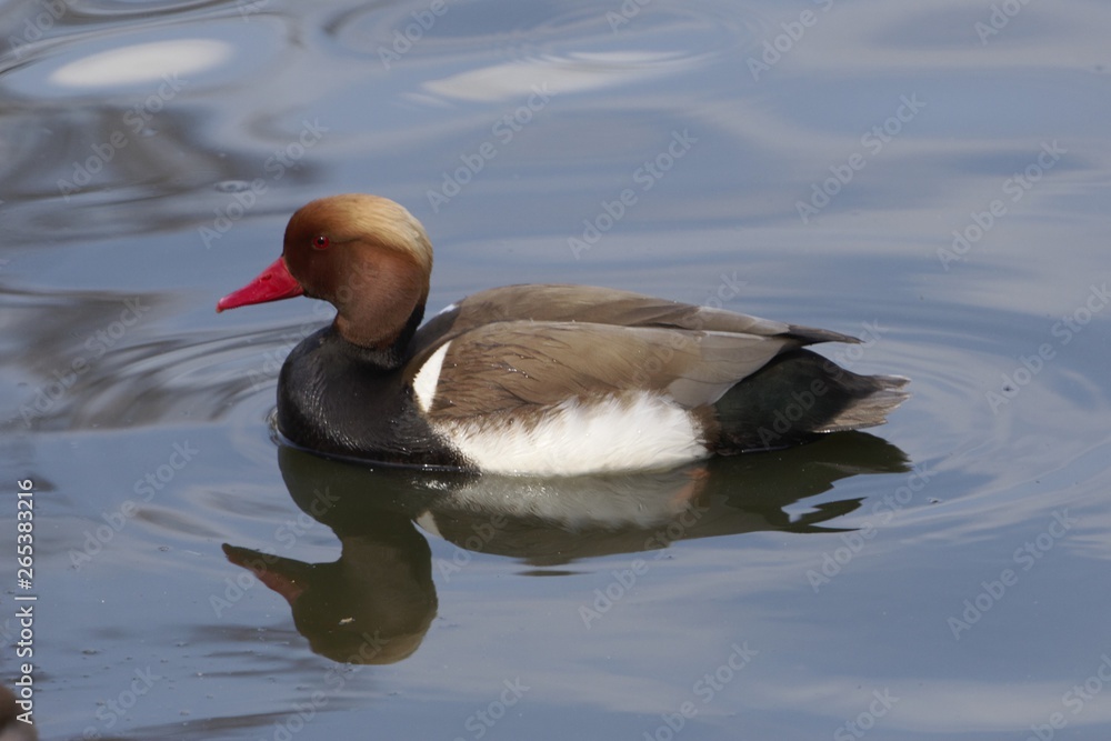 Male red-crested pochard (Netta rufina) Male red-crested pochard (Netta rufina)