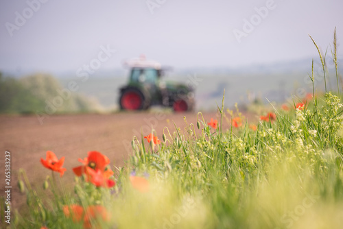 Red poppies on the edge of an uncultivated field field with a tractor in the background