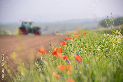 Red poppies on the edge of an uncultivated field field with a tractor in the background