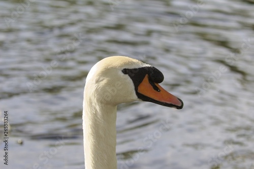 Portrait of a mute swan