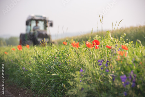 Red poppies on the edge of an uncultivated field field with a tractor in the background