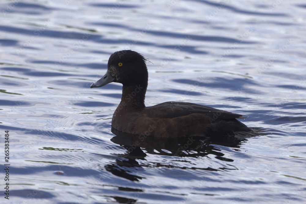 Female tufted duck (Aythya fuligula) Female tufted duck (Aythya fuligula)