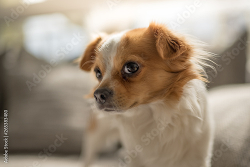 Portrait of a white brown longhair chihuahua dog with natural backlight