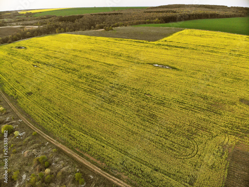 Drone View of Yellow Rape Seed Fields © imagestock