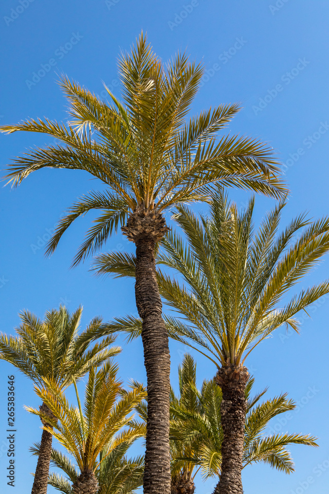 Palm Trees in Benidorm Palm Trees in Benidorm