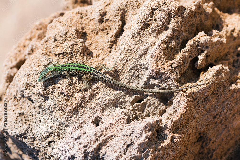 Lizard crawling on the rock. Wildlife in Puglia, Salento, Italy Lizard crawling on the rock. Wildlife in Puglia, Salento, Italy