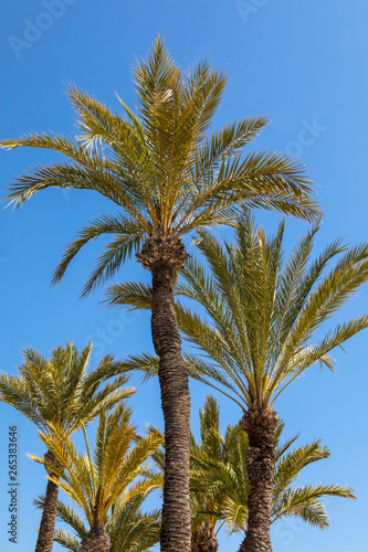 Palm Trees in Benidorm