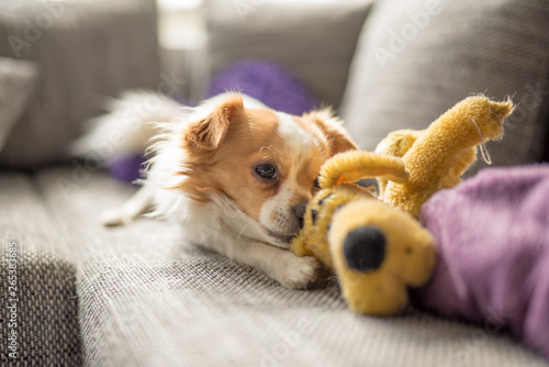 Wallpaper Mural Portrait of a white brown longhair chihuahua playing with his toy dog Torontodigital.ca