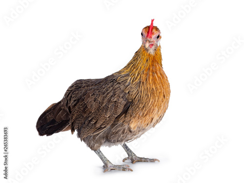 Curious brown dwarf hen standing side ways, head turned  to lens. Isolated on white background. © Nynke