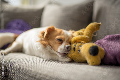 Wallpaper Mural Portrait of a white brown longhair chihuahua playing with his toy dog Torontodigital.ca