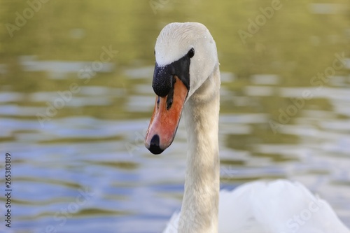 Portrait of a mute swan