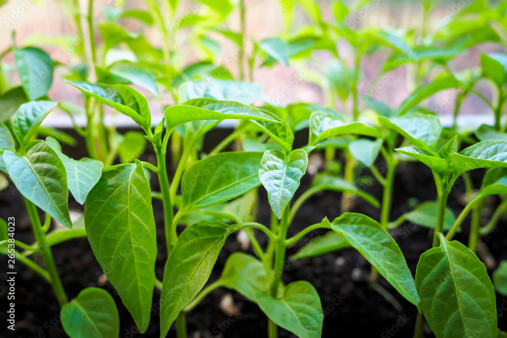 spring seedlings on windowsill, sprouts with green leaves, selective focus