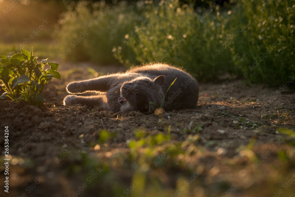 Fototapeta premium Portrait of a british shorthair cat. Gray cat with yellow eyes sunset nature. Cat lying in gras with backlight. Portrait of a gray cat relaxing in nature.